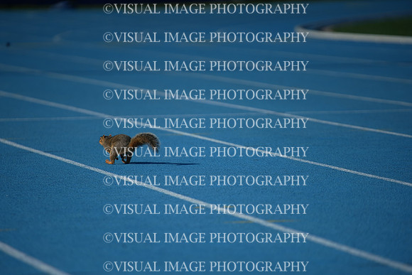 ILTKG25_SQUIRREL_22