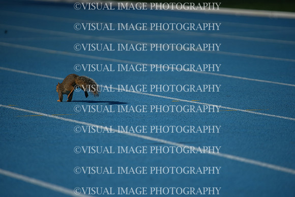 ILTKG25_SQUIRREL_17