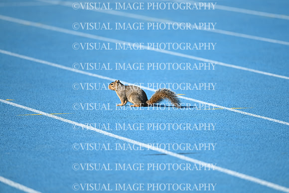 ILTKG25_SQUIRREL_03