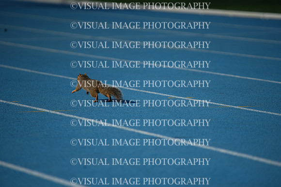 ILTKG25_SQUIRREL_16