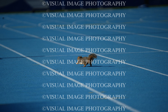ILTKG25_SQUIRREL_29