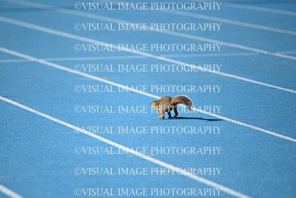 ILTKG25_SQUIRREL_11
