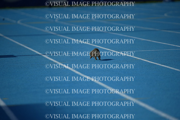 ILTKG25_SQUIRREL_35