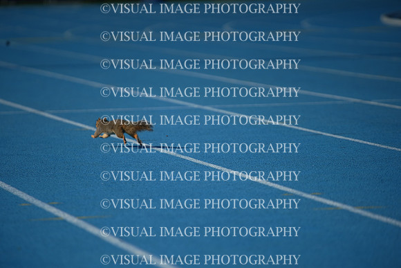 ILTKG25_SQUIRREL_25