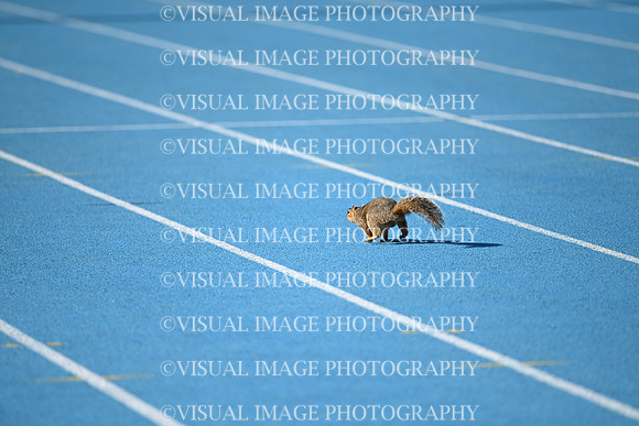 ILTKG25_SQUIRREL_12
