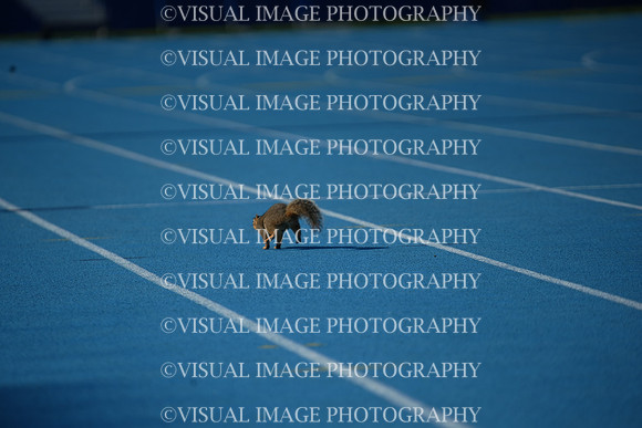 ILTKG25_SQUIRREL_28