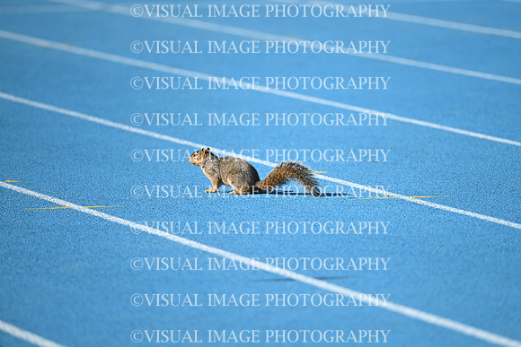 ILTKG25_SQUIRREL_04