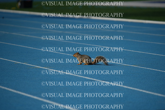 ILTKG25_SQUIRREL_09
