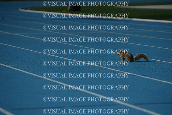 ILTKG25_SQUIRREL_08