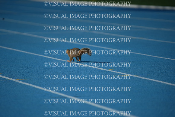 ILTKG25_SQUIRREL_18