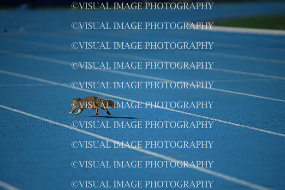 ILTKG25_SQUIRREL_21