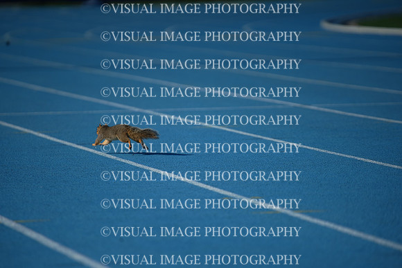 ILTKG25_SQUIRREL_23