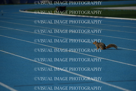 ILTKG25_SQUIRREL_05