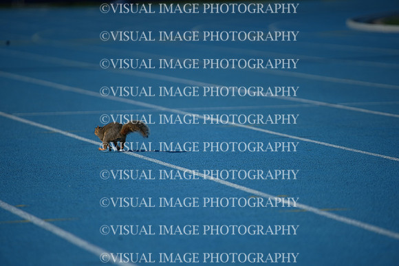 ILTKG25_SQUIRREL_24