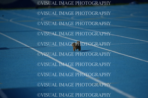 ILTKG25_SQUIRREL_36