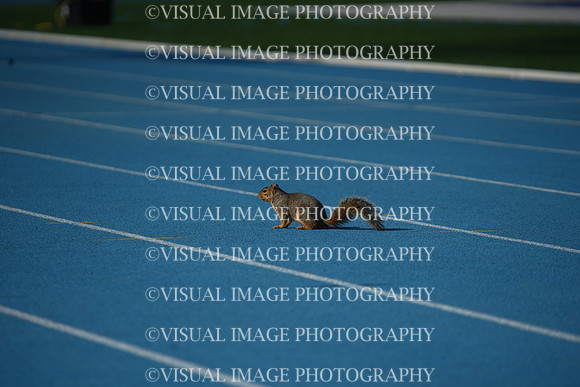 ILTKG25_SQUIRREL_10
